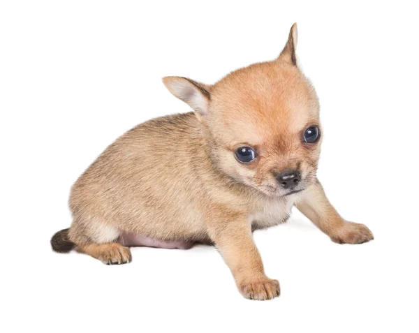 Chihuahua valp på vit bakgrund — Stockfoto