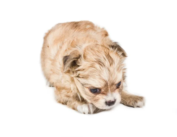 Chihuahua cachorro sobre fondo blanco —  Fotos de Stock