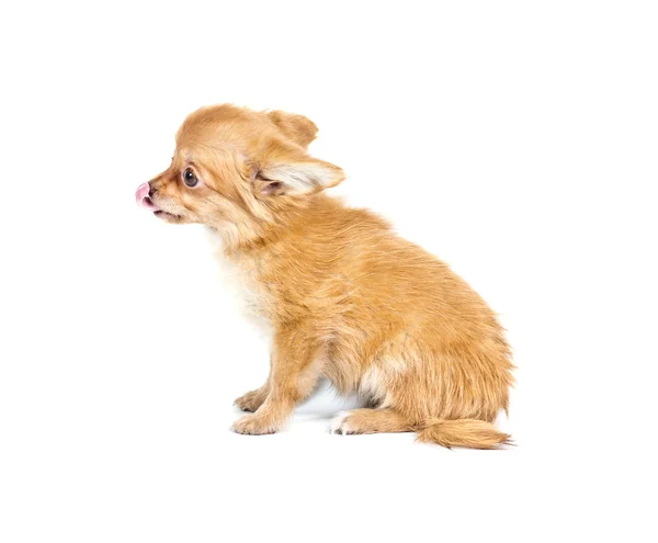Chihuahua kiskutya előtt egy fehér háttér — Stock Fotó