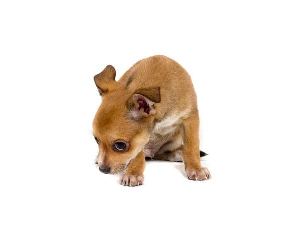 Beyaz arka planda bir chihuahua köpek yavrusu — Stok fotoğraf