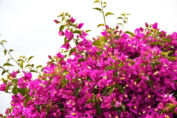 Szép kert virágok és zöld gyep — Stock Fotó