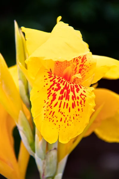 Gele irissen in de tuin — Stockfoto