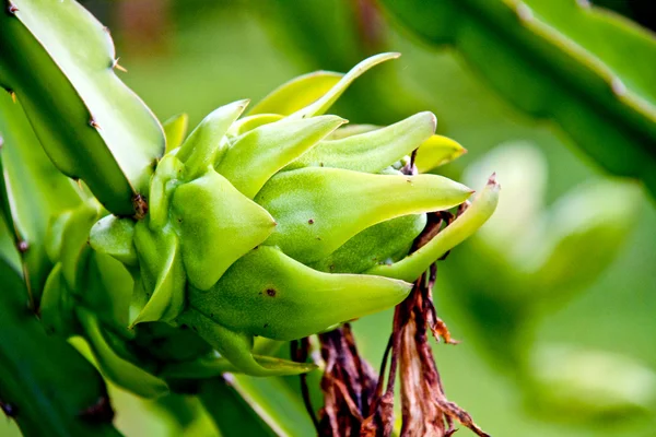 stock image Dragon fruit