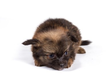 Beyaz arka planda Pomeranian Spitz köpekleri