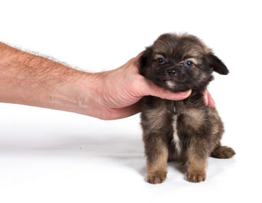 Beyaz arka planda Pomeranian Spitz köpekleri