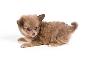 Beyaz arka planda Pomeranian Spitz köpekleri