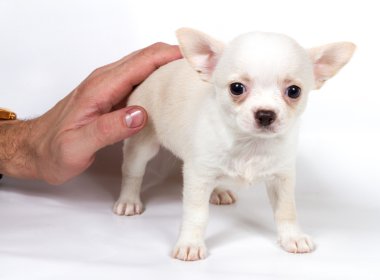 Beyaz arka planda chihuahua köpek yavrusu