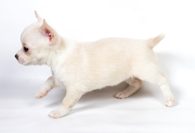 Beyaz arka planda chihuahua köpek yavrusu