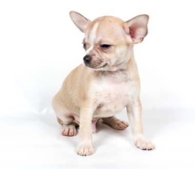 Beyaz arka planda chihuahua köpek yavrusu