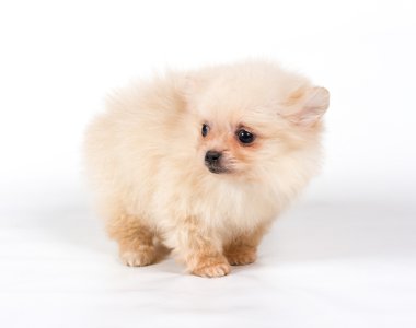 Beyaz arka planda Pomeranian Spitz köpekleri