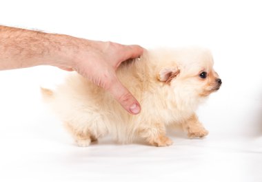 Beyaz arka planda Pomeranian Spitz köpekleri