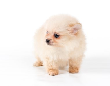 Beyaz arka planda Pomeranian Spitz köpekleri