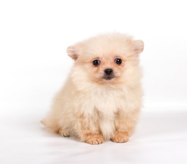 Beyaz arka planda Pomeranian Spitz köpekleri