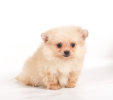 Beyaz arka planda Pomeranian Spitz köpekleri