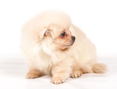 Beyaz arka planda Pomeranian Spitz köpekleri