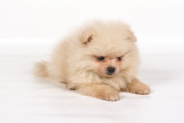 Beyaz arka planda Pomeranian Spitz köpekleri