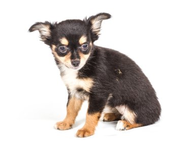 Beyaz arka planda chihuahua köpek yavrusu