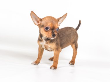 Beyaz arka plan önünde Chihuahua köpek yavrusu (3 ay)