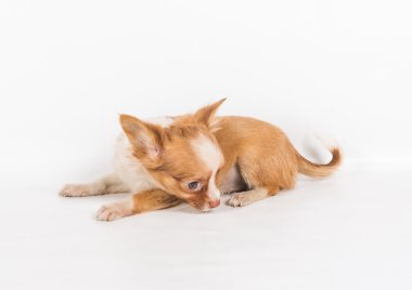 Beyaz arka plan önünde Chihuahua köpek yavrusu (3 ay)