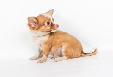 Beyaz arka plan önünde Chihuahua köpek yavrusu (3 ay)