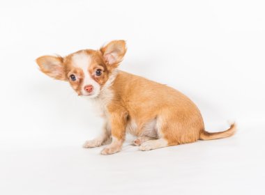 Beyaz arka plan önünde Chihuahua köpek yavrusu (3 ay)