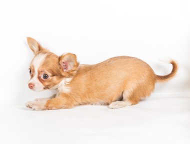 Beyaz arka plan önünde Chihuahua köpek yavrusu (3 ay)