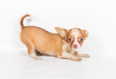 Beyaz arka plan önünde Chihuahua köpek yavrusu (3 ay)