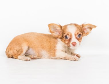 Beyaz arka plan önünde Chihuahua köpek yavrusu (3 ay)