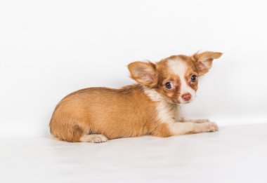 Beyaz arka plan önünde Chihuahua köpek yavrusu (3 ay)