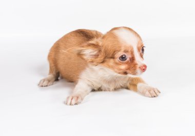 Beyaz arka plan önünde Chihuahua köpek yavrusu (3 ay)