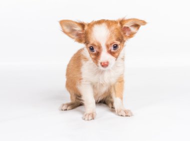 Beyaz arka plan önünde Chihuahua köpek yavrusu (3 ay)