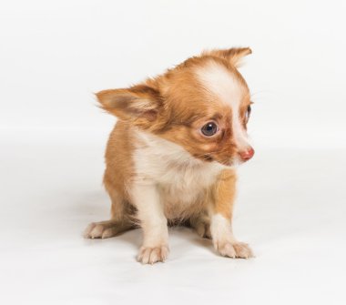 Beyaz arka plan önünde Chihuahua köpek yavrusu (3 ay)