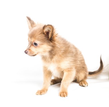 Beyaz arka plan önünde Chihuahua köpek yavrusu (3 ay)