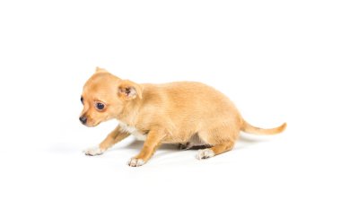 Beyaz arka plan önünde Chihuahua köpek yavrusu (3 ay)