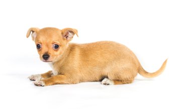 Beyaz arka plan önünde Chihuahua köpek yavrusu (3 ay)