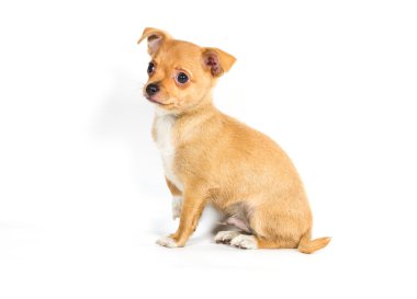 Beyaz arka plan önünde Chihuahua köpek yavrusu (3 ay)