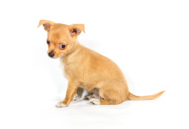 Beyaz arka plan önünde Chihuahua köpek yavrusu (3 ay)