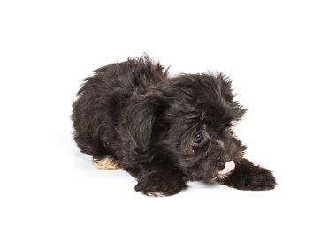 Beyaz arka planda köpek yavrusu Yorkshire Teriyeri