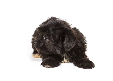 Beyaz arka planda köpek yavrusu Yorkshire Teriyeri