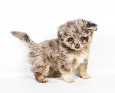 Beyaz arka plan önünde Spitz köpek yavrusu. Pomeranya köpeği isolat