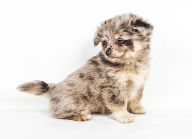 Beyaz arka plan önünde Spitz köpek yavrusu. Pomeranya köpeği isolat
