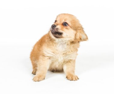 Beyaz arka plan önünde Spitz köpek yavrusu. Pomeranya köpeği isolat