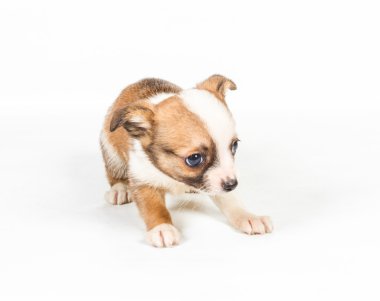 Beyaz arka plan önünde Chihuahua köpek yavrusu (3 ay)