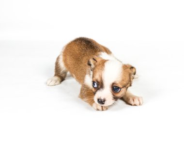 Beyaz arka plan önünde Chihuahua köpek yavrusu (3 ay)