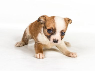 Beyaz arka plan önünde Chihuahua köpek yavrusu (3 ay)