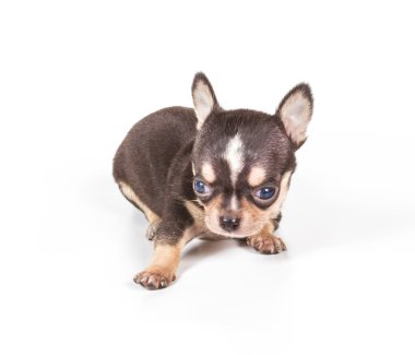 Chihuahua yavrusu