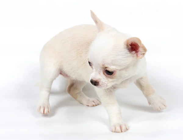 Chihuahua cucciolo davanti a sfondo bianco — Foto Stock