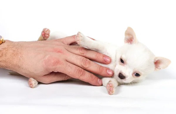 Chihuahua cachorro na frente de fundo branco — Fotografia de Stock