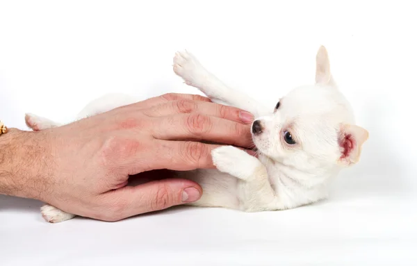 チワワ子犬が白い背景の前で — ストック写真