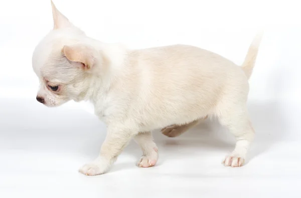 Chihuahua kiskutya előtt fehér háttér — Stock Fotó